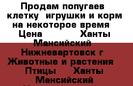 Продам попугаев, клетку, игрушки и корм на некоторое время › Цена ­ 2 500 - Ханты-Мансийский, Нижневартовск г. Животные и растения » Птицы   . Ханты-Мансийский,Нижневартовск г.